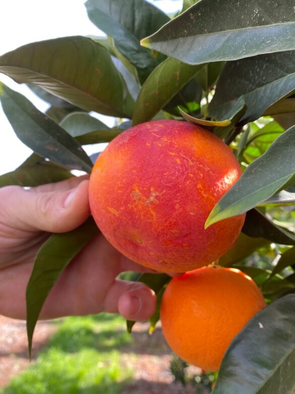 Bureau predicts warmer climate for the Riverland by 2050, which is not good news for oranges