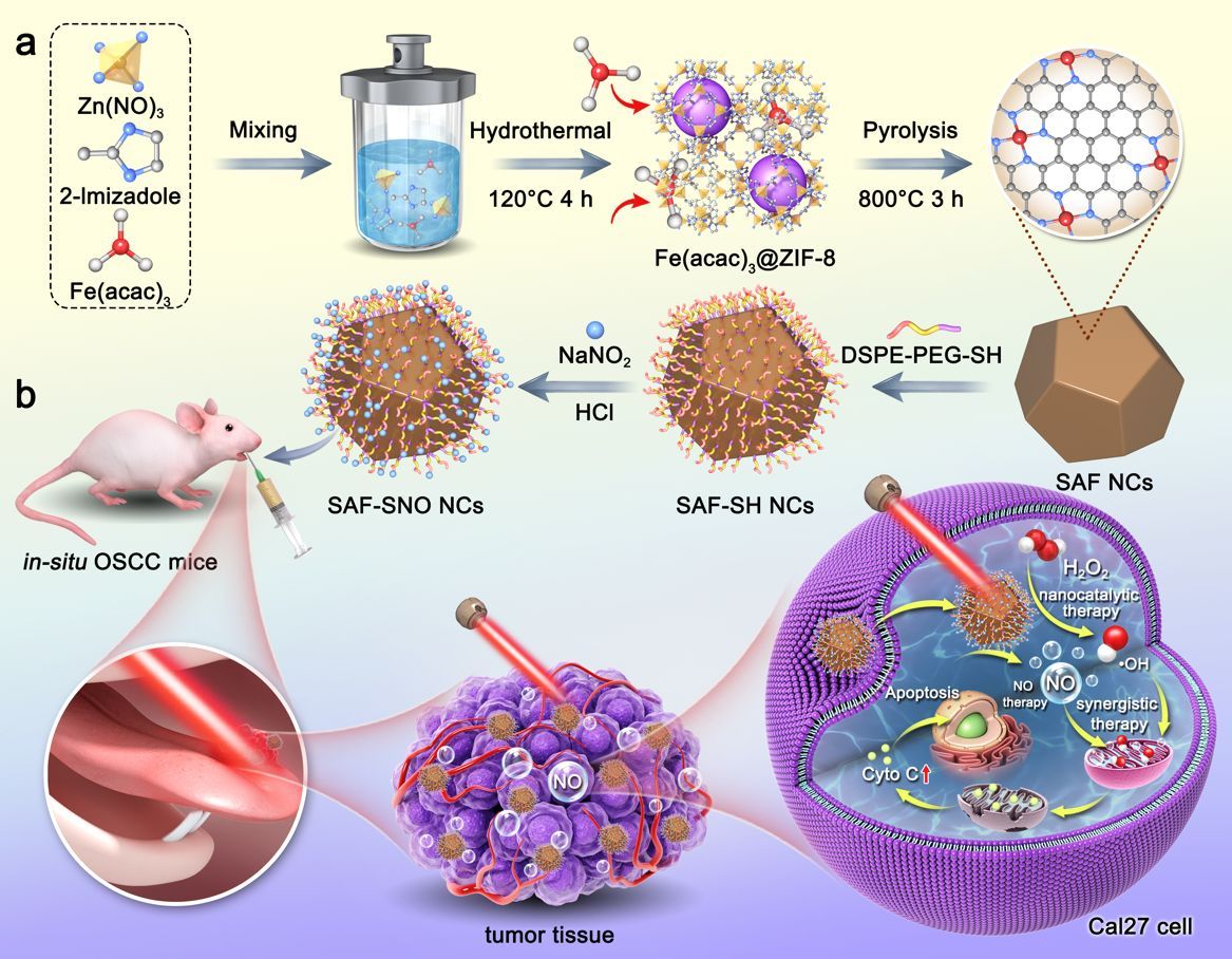 Illustration of nitric oxide-releasing iron atoms being created and used to treat oral squamous cell carcinoma.