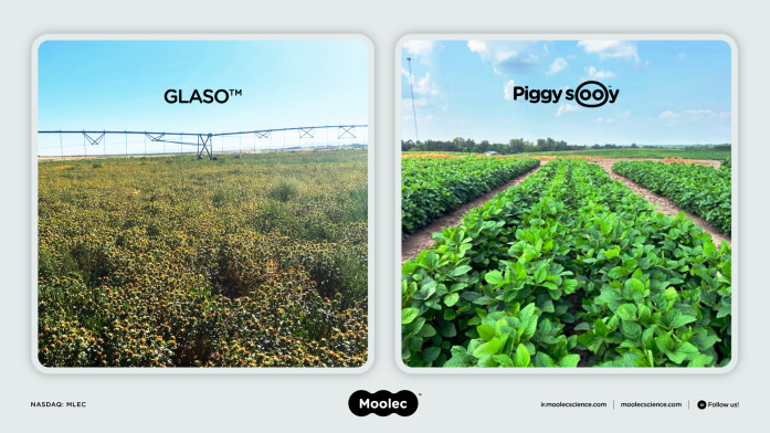 GLASO™ and Piggy Sooy™ US Harvest Announcement