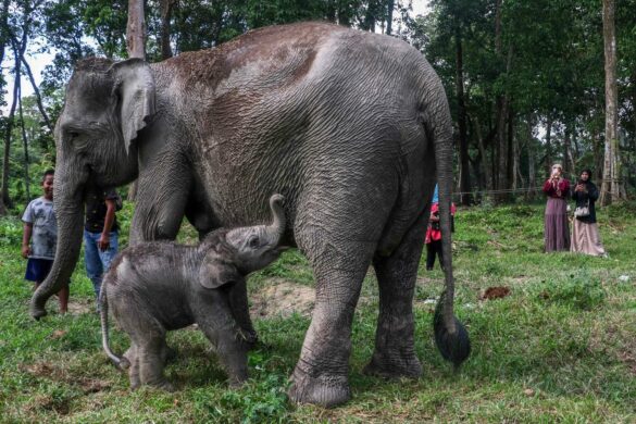 Sumatran elephant born in Indonesia, rare event for critically endangered species