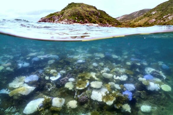 record mortality in part of the Great Barrier Reef