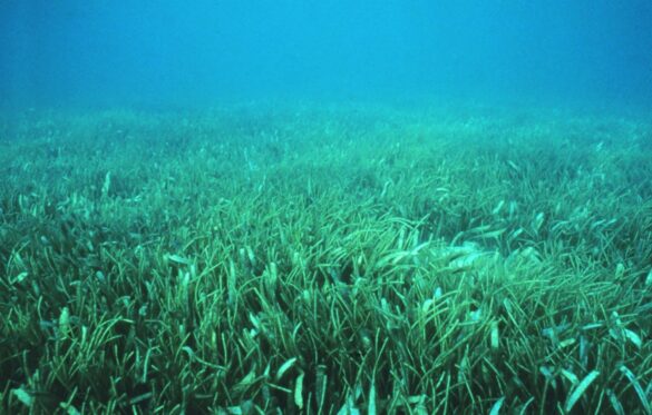 Seagrass, Science, and Solidarity: Southeast Asia’s Blueprint for Blue Carbon – UNDP
