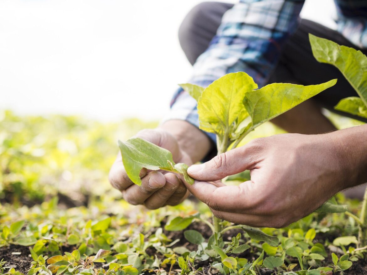 Tecnologico de Monterrey promotes sustainable agriculture with nanobiotechnology – Asia Food Journal