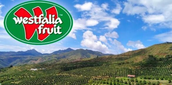 Westfalia Fruit wins gold and silver for avocado oils at inaugural SA Food & Beverage Awards 2025 – Asia Food Journal