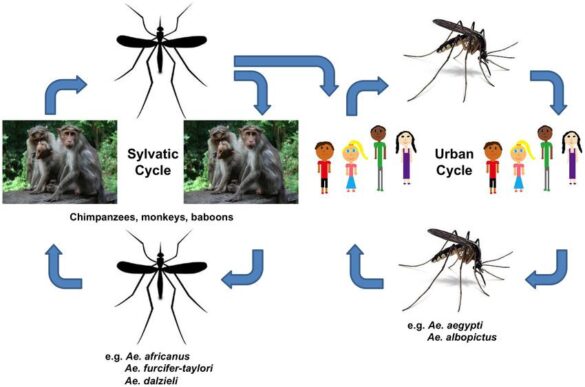 Việt Nam steps up surveillance amid chikungunya surge in Asia – vietnamnews.vn