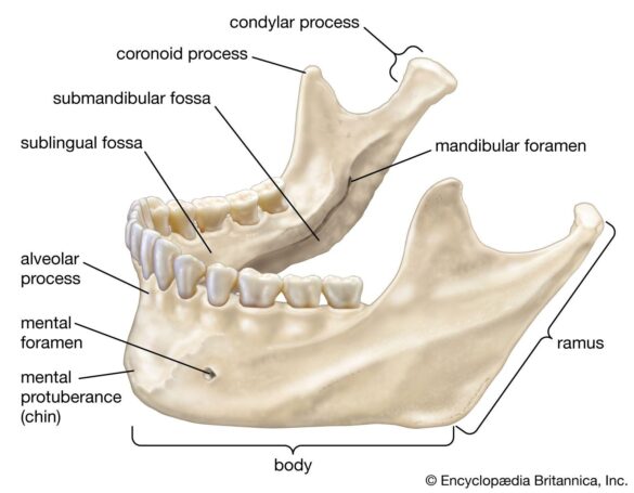 With a Jawbone, Scientists Expand the Ancient Range of a Mysterious Human Relative – The New York Times