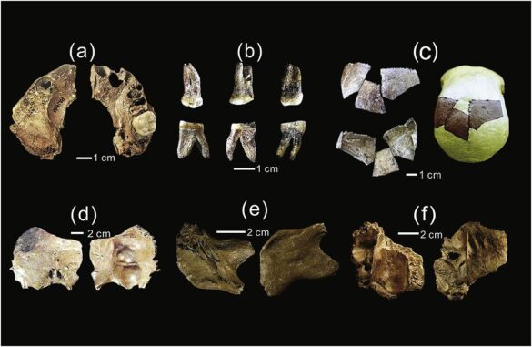 Homo juluensis: Possible ‘new ancient human’ identified – BBC