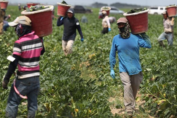 Migrant agriculture workers: potential resource for Southeast Asia’s food-resilient future – Eco-Business