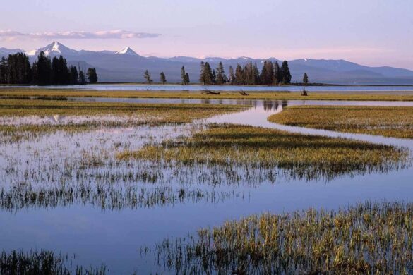 Protecting Wetlands in Southeast Asia Could Reduce Area’s Carbon Emissions – NASA Science (.gov)