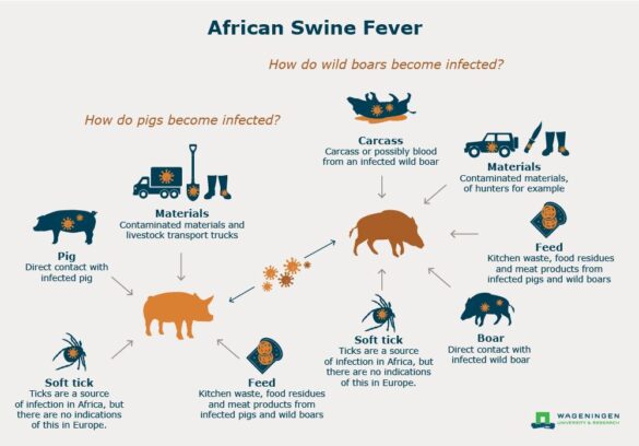 African swine fever settles into Asia – Science | AAAS