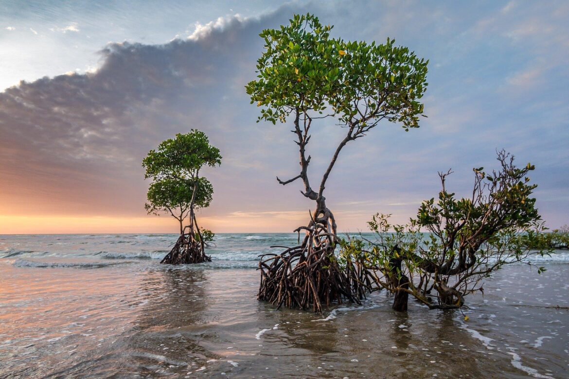 Scientists identify how mangroves contribute to ‘blue carbon’ storage in Asia and the Pacific – IAEA