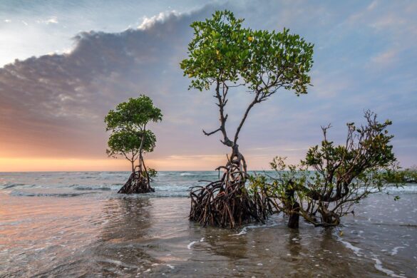 Scientists identify how mangroves contribute to ‘blue carbon’ storage in Asia and the Pacific – IAEA