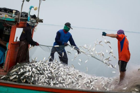 Southeast Asia’s fisheries benefit from small-scale, multispecies capture – EurekAlert!