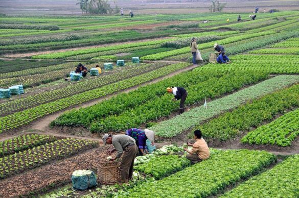 Outlook for Agriculture and ASEAN’s Role in Southeast Asia’s Food Security – fulcrum.sg