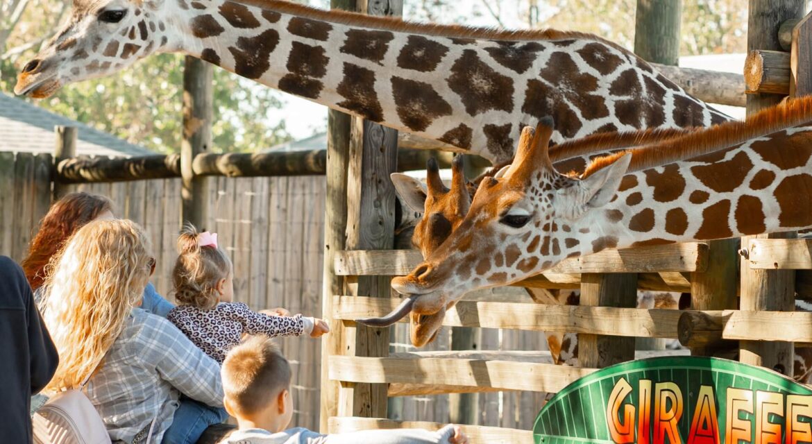 From animal encounters to thrilling activities: I get a sneak peek at the new Rainforest Wild Asia – AsiaOne