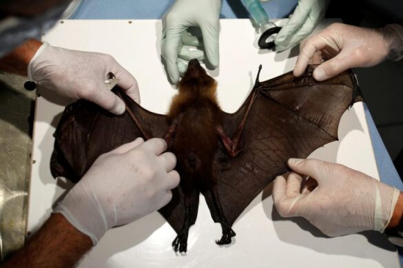 Eight bat researchers mostly from Asia and Africa refused entry into Australia to attend global scientific event – The Guardian
