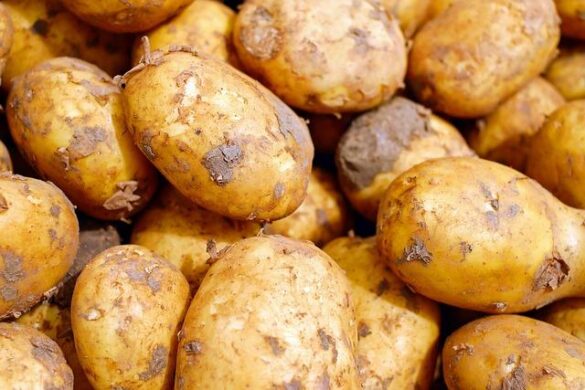 Potatoes ‘boil’ in the ground as record heatwave sweeps across swathes of Asia – The Guardian